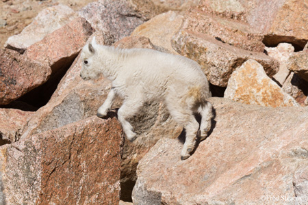 Arapaho NF Mount Evans Mountain Goat