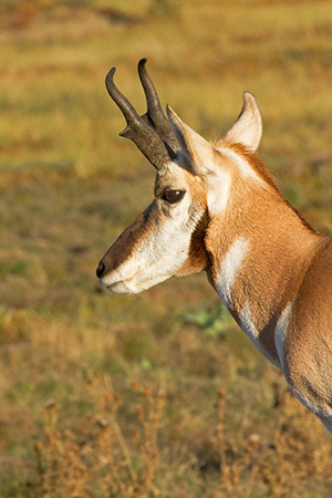 Grand Teton National Park Pronghorn