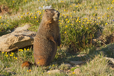 Marmot Rocky Mountain National Park