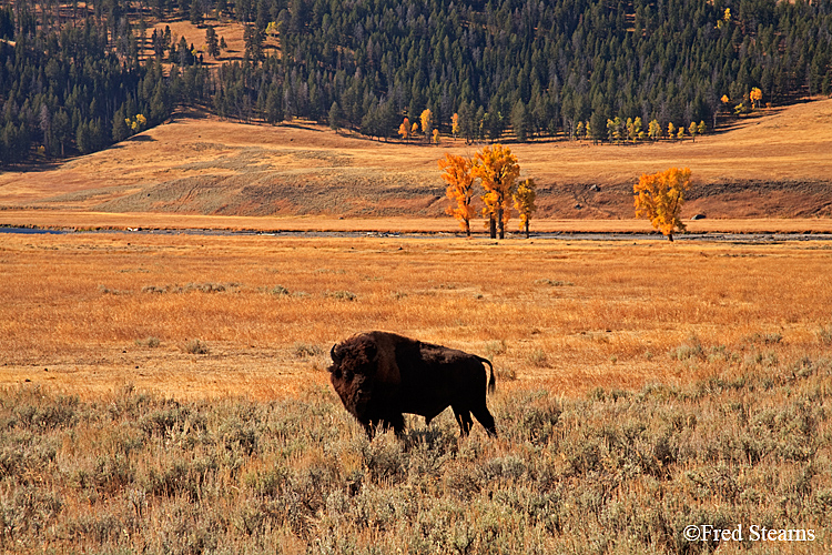 Yellowstone NP Lamar Valley
