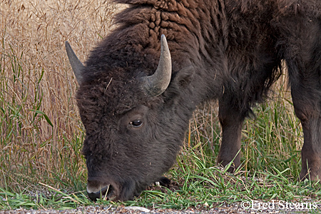 Grand Tetons NP Bison