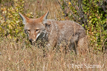 Rocky Mountain NP Coyote