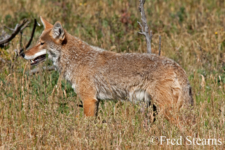 Rocky Mountain NP Coyote
