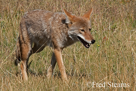 Rocky Mountain NP Coyote