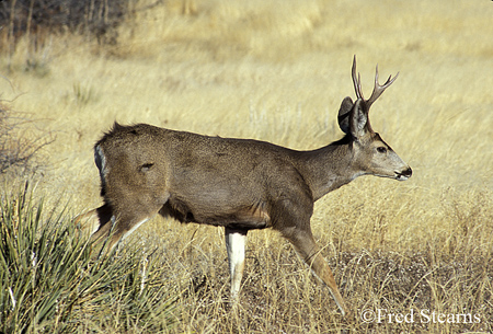 Mule Deer Buck