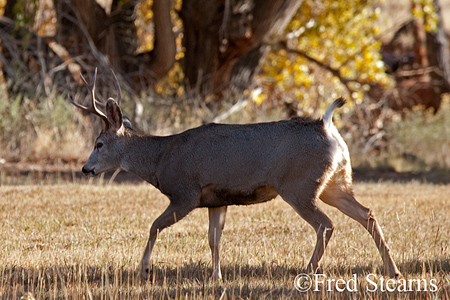 Capitol Reef NP Mule Deer