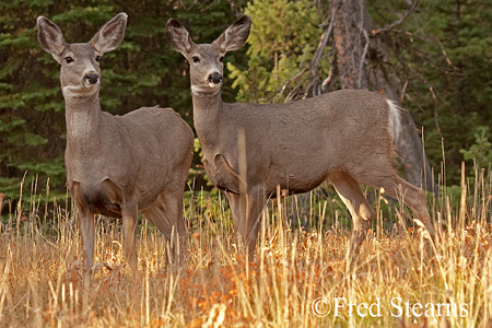 Grand Teton NP Mule Deer