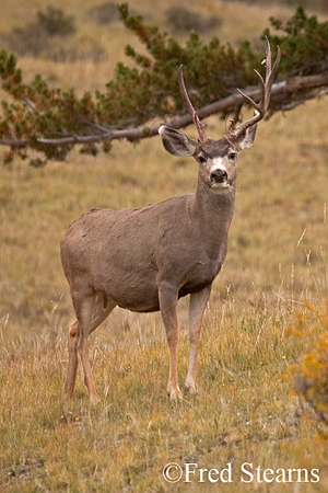 Rocky Mountain NP Mule Deer