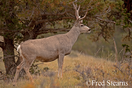 ocky Mountain NP Mule Deer