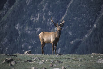 Rocky Mountain NP Bull Elk