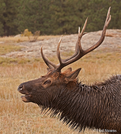 Rocky Mountain NP Bull Elk