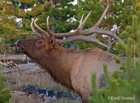 Yellowstone NP Bull Elk