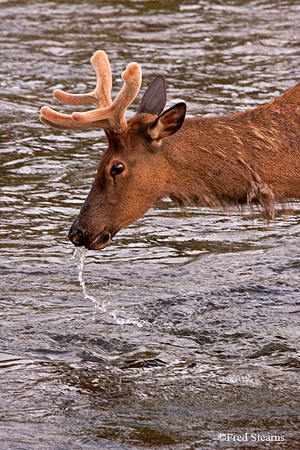 Yellowstone NP Bull Elk
