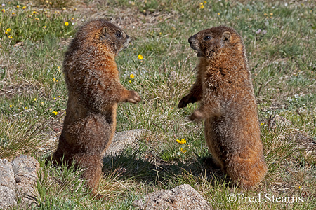  Mount Evans Marmot