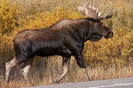Grand Teton NP Oxbow Bull Moose
