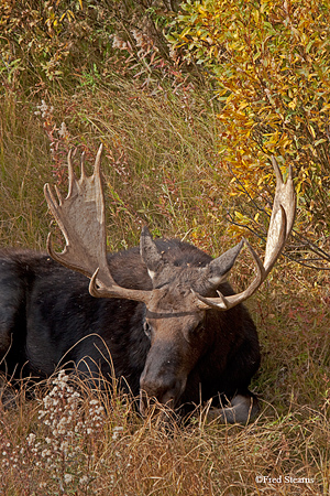 Grand Teton NP Black Pond Bull Moose
