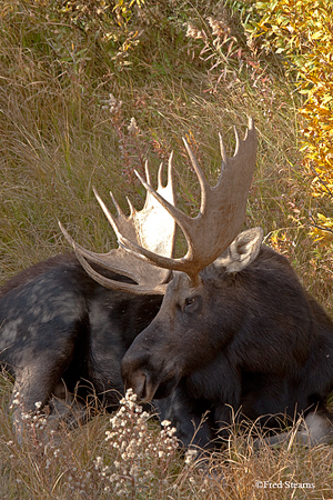 Grand Teton NP Black Pond Bull Moose