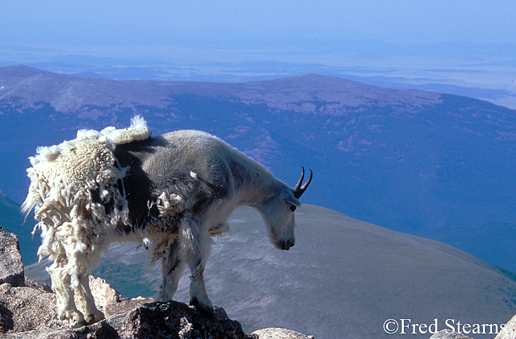 Mount Evans Mountain Goat