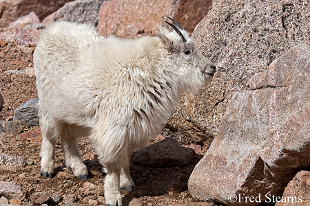 Arapaho NF Mount Evans Mountain Goat