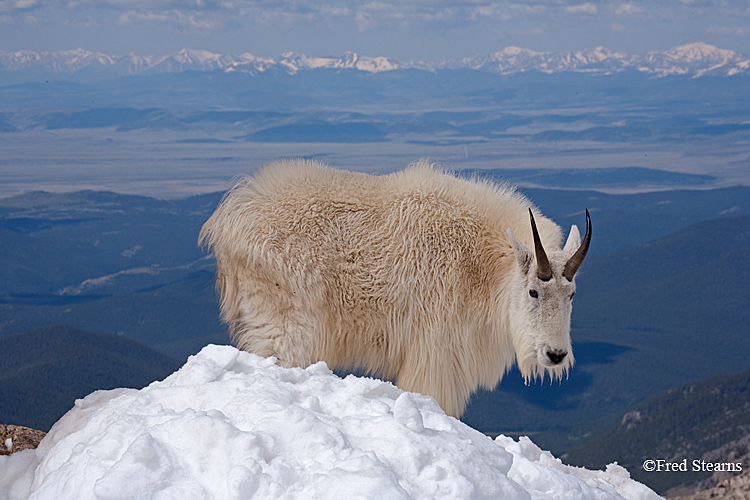 Mount Evans Mountain Goat