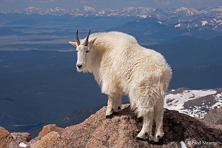 Arapaho NF Mount Evans Mountain Goat