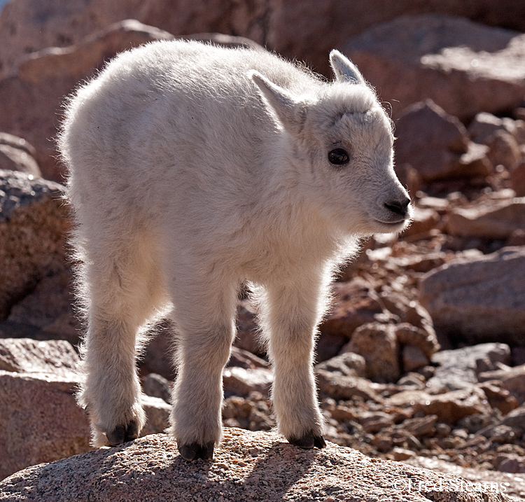 Mount Evans Mountain Goat