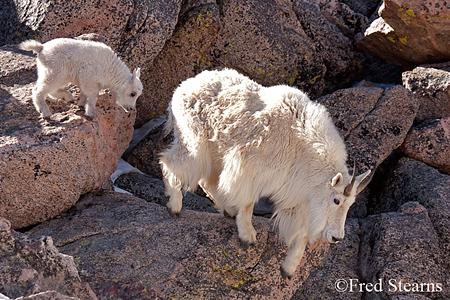 Arapaho NF Mount Evans Mountain Goat