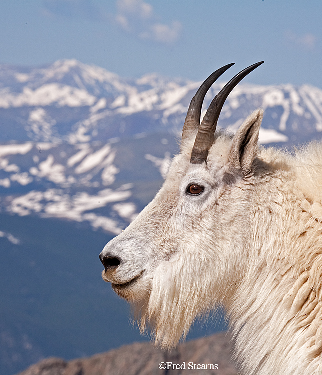 Mount Evans Mountain Goat