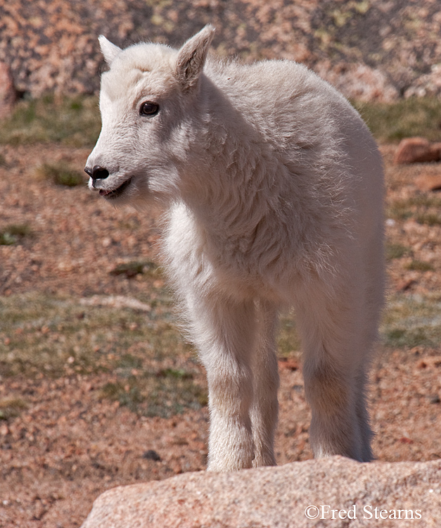 Mount Evans Mountain Goat