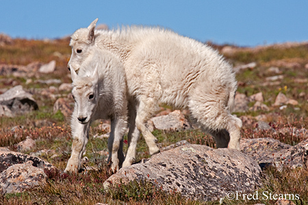 Arapaho NF Mount Evans Mountain Goat