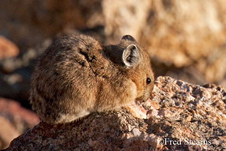 Rocky Mountain National Park Pika