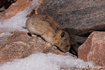 Arapaho NF Mount Evans Pika