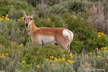 Grand Tetons NP Bison Calf