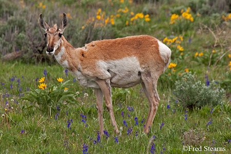 Grand Tetons NP Bison Calf