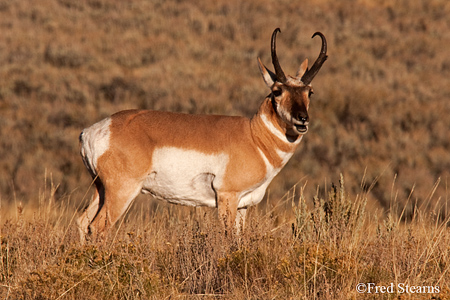 Grand Teton National Park Pronghorn