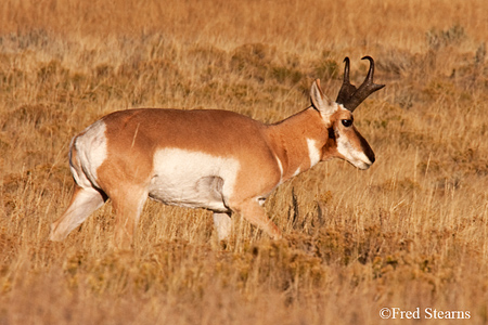Grand Tetons NP Bison Calf
