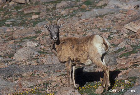 Big Horn Sheep on Mount Evans