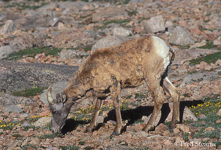 Big Horn Sheep on Mount Evans