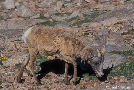 Big Horn Sheep on Mount Evans