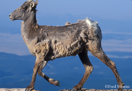 Big Horn Sheep on Mount Evans