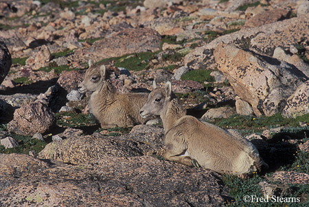 Big Horn Sheep Lambs on Mount Evans