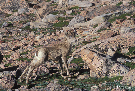 Big Horn Sheep Lamb Stretching on Mount Evans