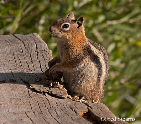 Grand Tetons NP Bison Calf