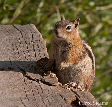 Grand Tetons NP Bison Calf