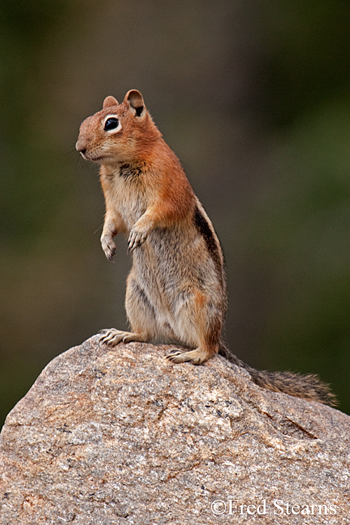 Grand Teton NP Bison