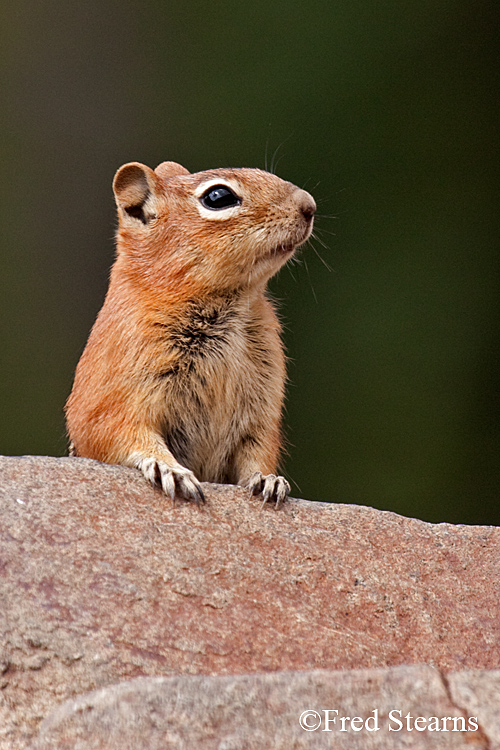 Grand Teton NP Bison