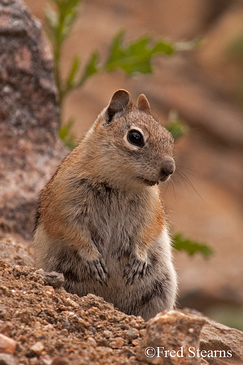 Grand Teton NP Bison