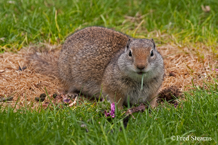 Grand Teton NP Bison