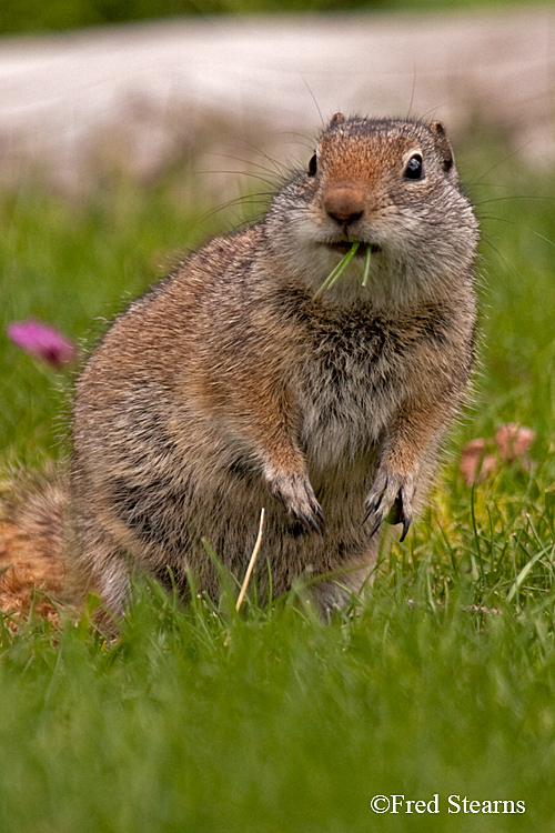 Grand Teton NP Bison