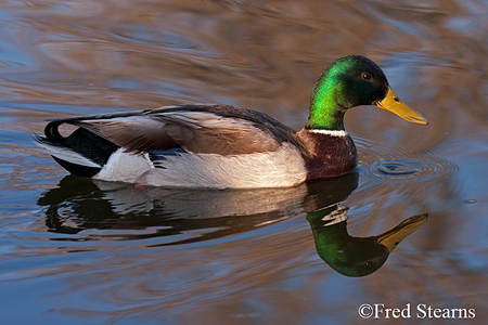 Sterne Park Mallard Duck
